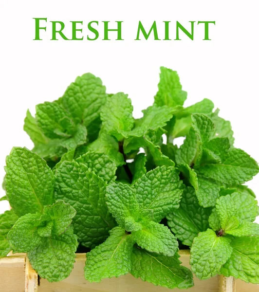 stock image Bouquet of fragrant mint