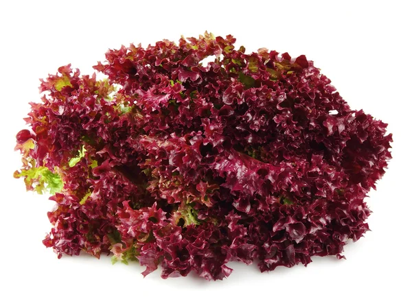 stock image Fresh red lettuce