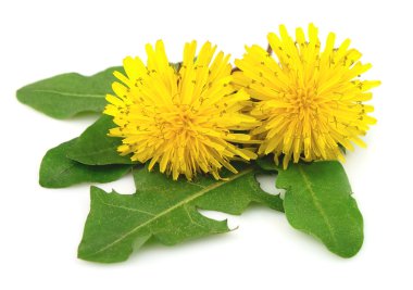 Dandelion flowers with leaves clipart