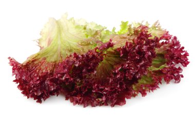 Fresh red lettuce clipart