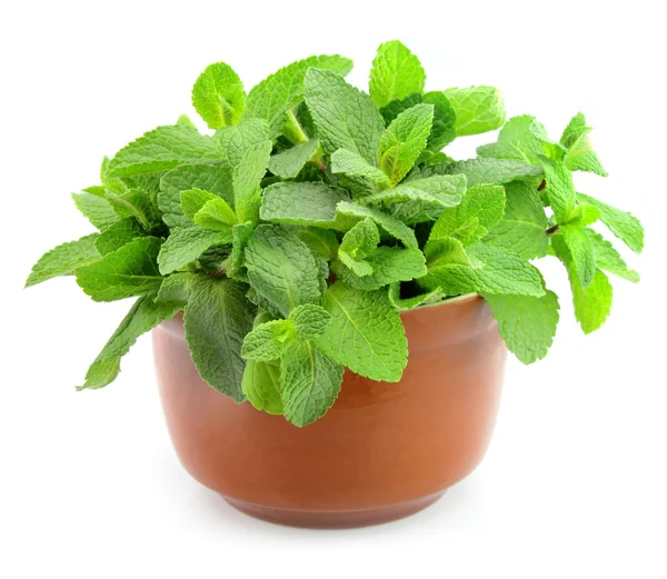 Mint leaf — Stock Photo, Image