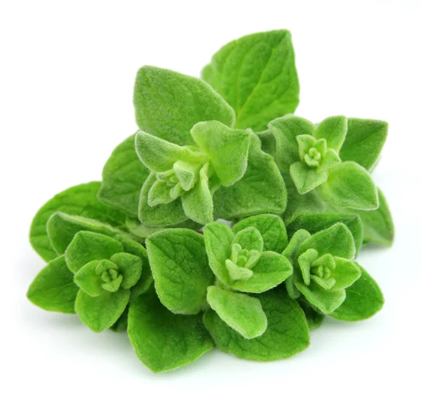 Oregano närbild — Stockfoto