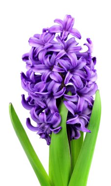 Violet flowers clipart