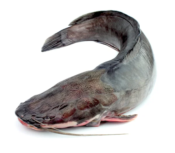 Een meerval vissen — Stockfoto