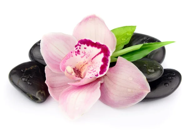 Roze orchid op de zwarte stenen — Stockfoto