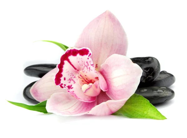 Orchid on the black stones — Stock Photo, Image