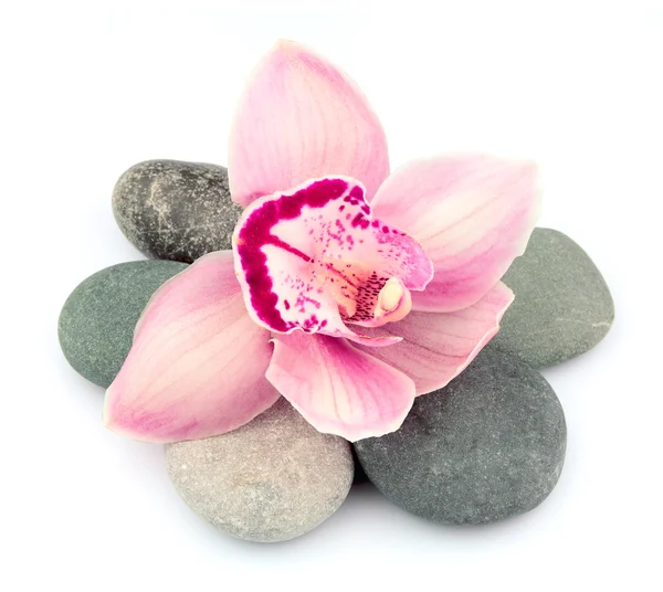 Kövek és rózsaszín orchidea virágok — Stock Fotó