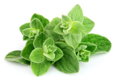 Fresh oregano leafs clipart