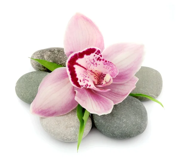 Orchidée rose sur les pierres — Photo