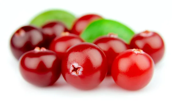 甜蜜小红莓 — 图库照片