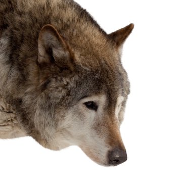 Head of wolf clipart