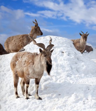 Markhor in wildness area clipart