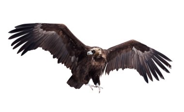 Flying black vulture. Isolated over white clipart