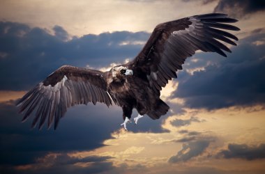 Flying black vulture clipart