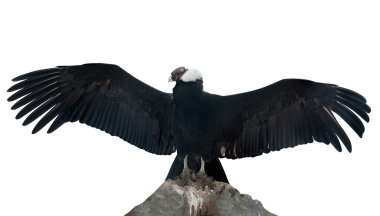 Andean condor. Isolated over white clipart