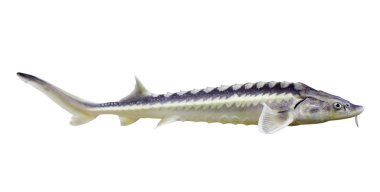 Sturgeon. Isolated over white clipart