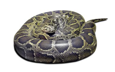 Python molurus on white clipart