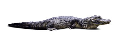 Chinese alligator. Isolated over white clipart