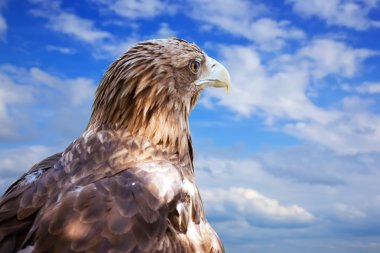 Eagle against sky clipart