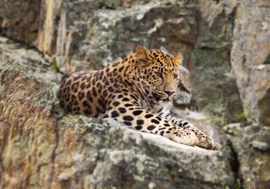 Jaguar on rock clipart
