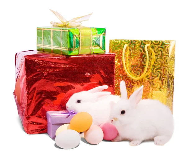 Białe króliki Wielkanoc prezenty — Zdjęcie stockowe