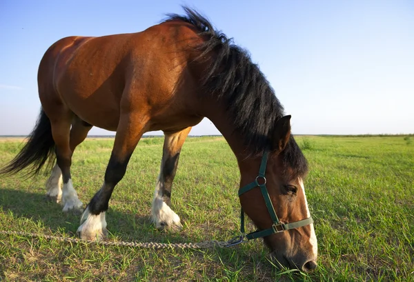夏天草原上的马 — 图库照片