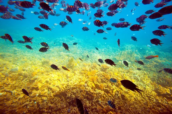 Tropikal balıklar mercan resif alanı — Stok fotoğraf