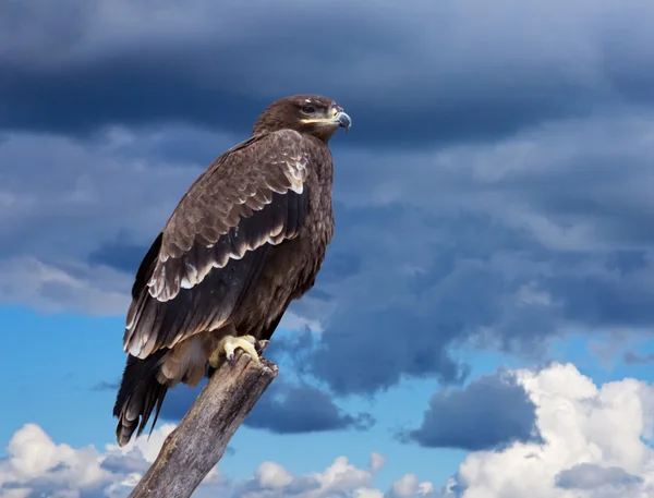 Águila contra el cielo — Foto de Stock
