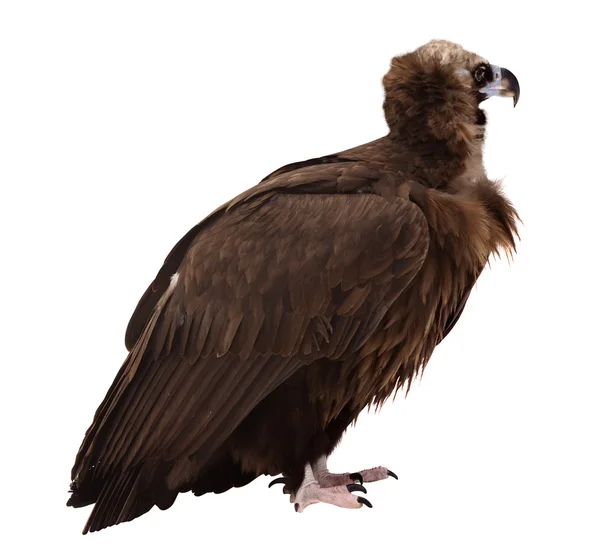 Avvoltoio (grifone). Isolato su bianco — Foto Stock
