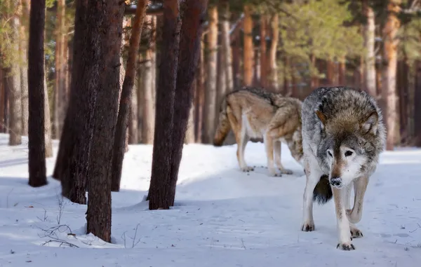 Vlci v zimním lese — Stock fotografie