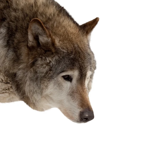 Kopf des Wolfes — Stockfoto