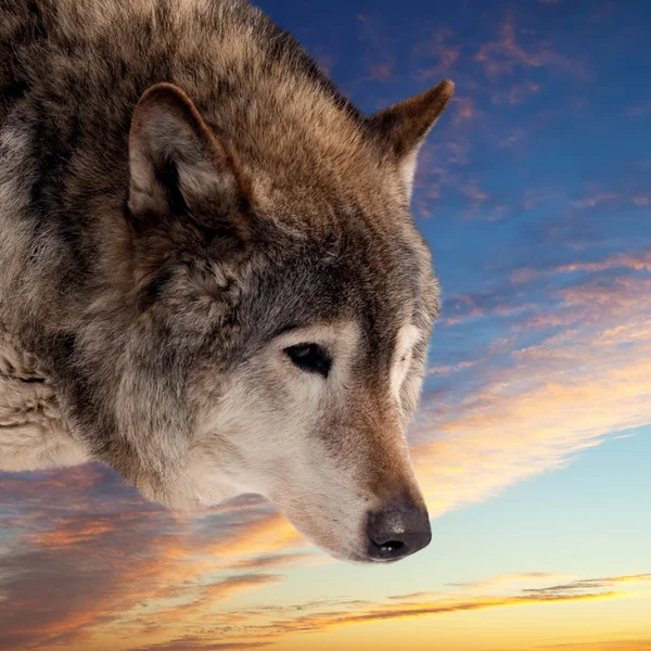 Cabeça de lobo contra o pôr do sol — Fotografia de Stock