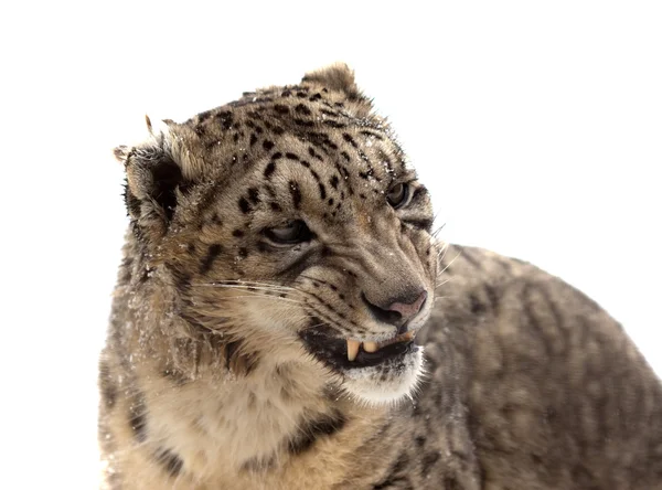 Kar leoparı başkanı. beyaz bitti izole — Stok fotoğraf