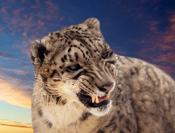 Gökyüzü günbatımı kar leoparı — Stok fotoğraf