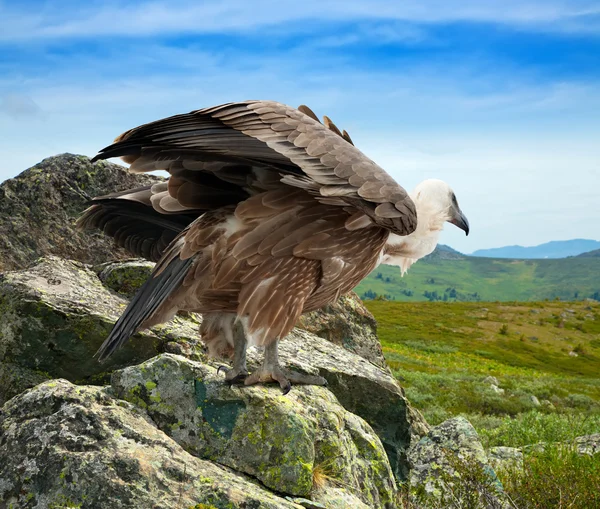 Griffon vulture in wildness area — Stock Photo, Image