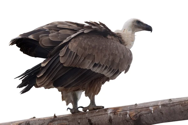 Griffon vulture. Isolated over white — Stock Photo, Image