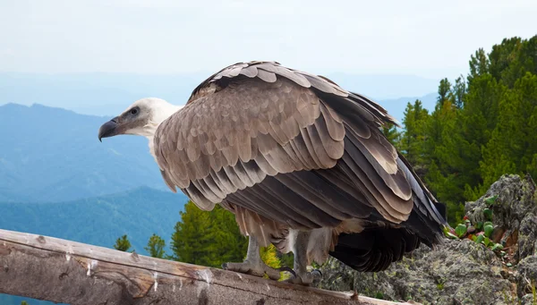 Grifone avvoltoio nella zona selvaggia — Foto Stock