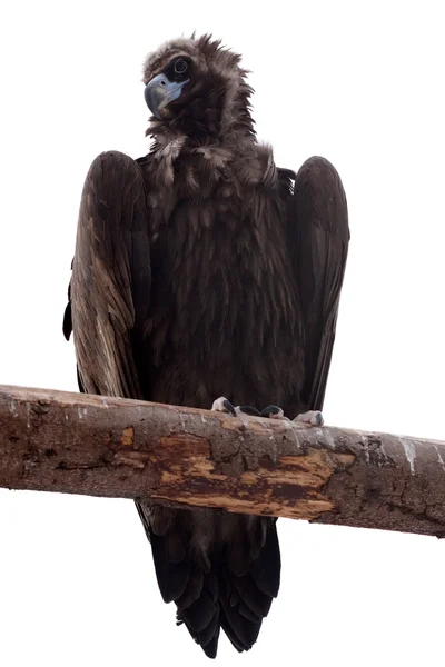 Avvoltoio nero. Isolato su bianco — Foto Stock