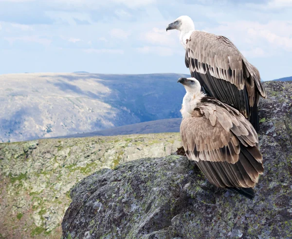 stock image Griffon vulture in wildness