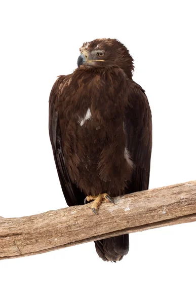 Tawny eagle. Isolated over white — Stock Photo, Image