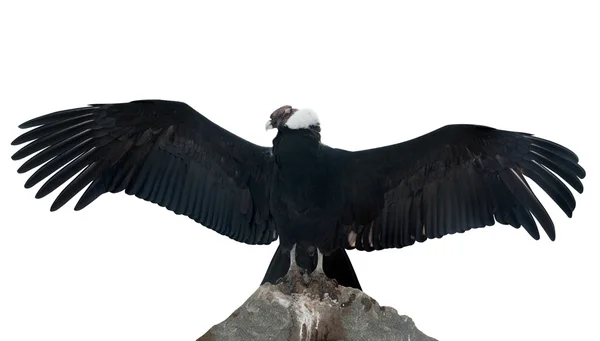 Condor andino. Isolato su bianco — Foto Stock