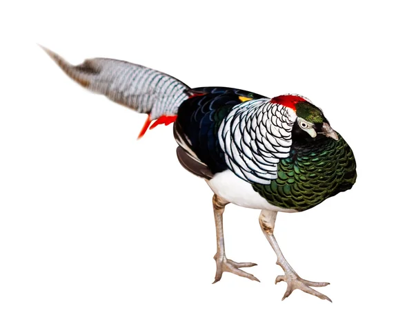 Pheasant. Isolated over white — Stock Photo, Image