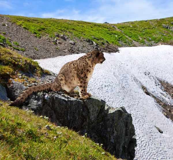 Snow leopard na skalnaté — Stock fotografie