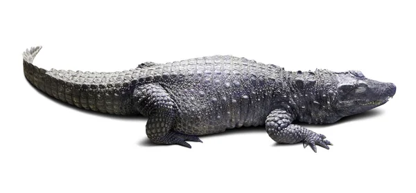 African dwarf crocodile. Isolated over white — Stock Photo, Image
