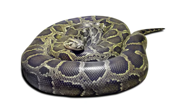 Python molurus auf weiß — Stockfoto