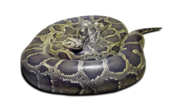 stock image Python molurus on white