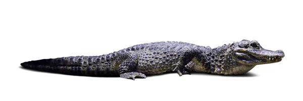 Un alligator chinois. Isolé sur blanc — Photo