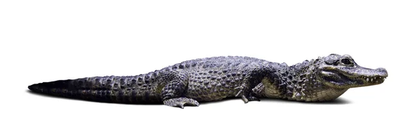 stock image Chinese alligator. Isolated over white