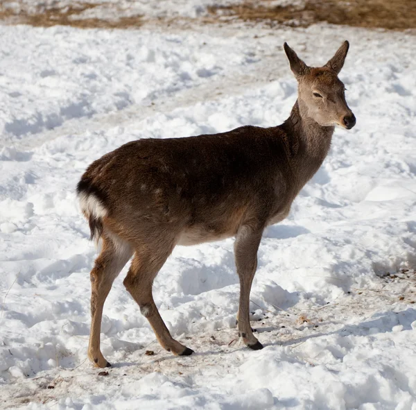 Female of deer — Stock Photo, Image