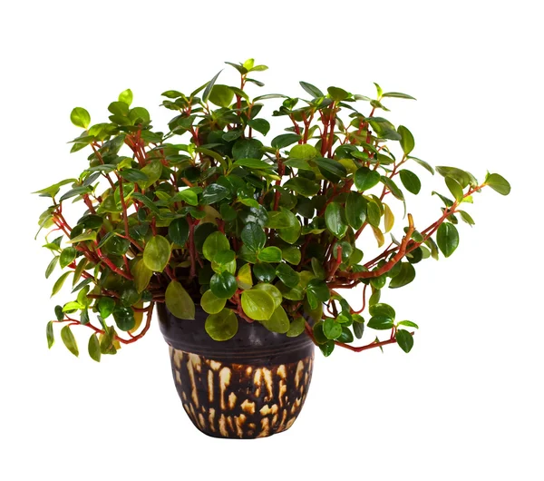 Peperomia in pot. Isolated on white — Stock Photo, Image
